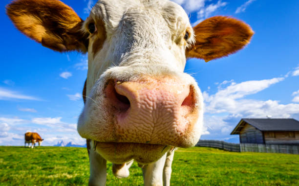 istock cow at the european alps 1291419942