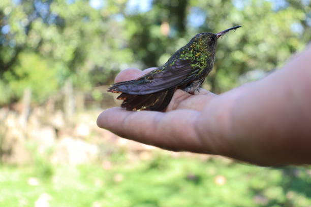 istock Rescued Hummingbird resting on a hand 1291421600