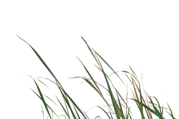 istock In selective focus wild grass leaves with wind blowing on white isolated background for green foliage backdrop 1291422445