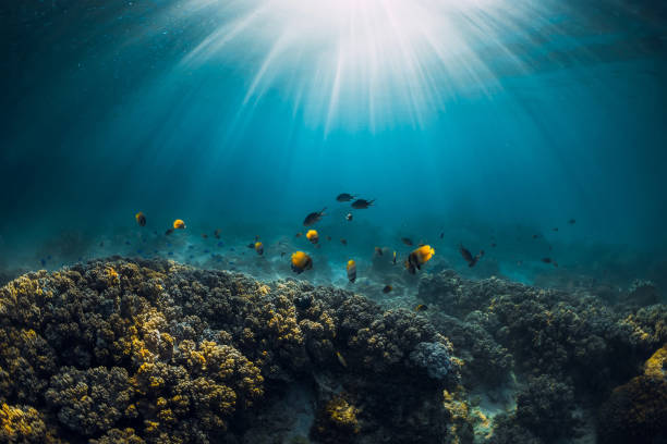 istock Underwater view with corals, tropical fish and sun rays in blue ocean 1291422553