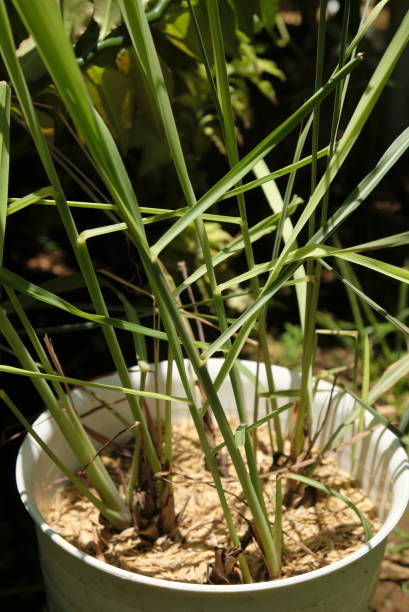 istock Regrowing lemongrass from the kitchen. 1291422997