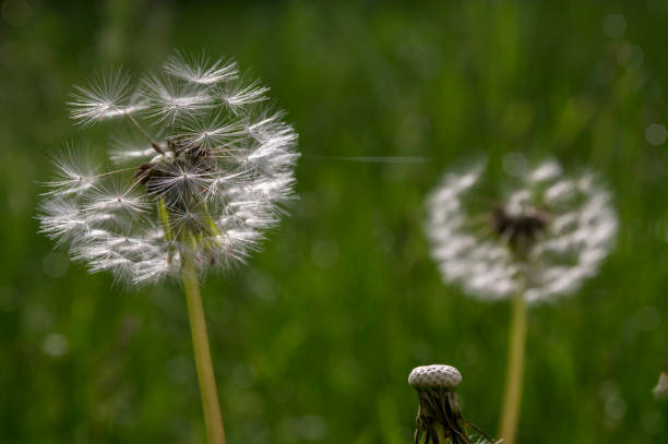 diente de león común taraxacum officinale flores descoloridas se parece a bola de nieve, frutas cypselae maduras - leontodon fotografías e imágenes de stock