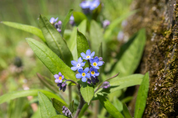 Myosotis sylvatica wood forget-me-not beautiful flowers in bloom, wild plants flowering in forests Myosotis sylvatica wood forget-me-not beautiful flowers in bloom, wild plants flowering in forests, green leaves myosotis sylvatica stock pictures, royalty-free photos & images