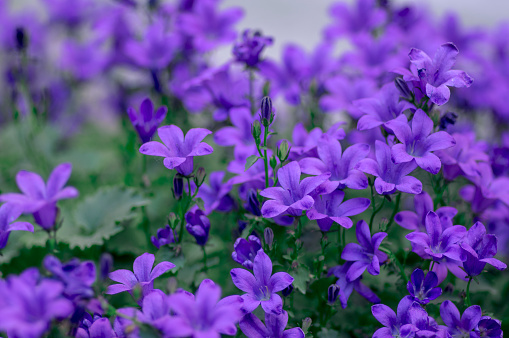 Campanula portenschlagiana bellflowers plants in bloom, deep purple dalmatian bellflower flowering flowers, beautiful rockplant, wall bellflower or dalmatian adria bell