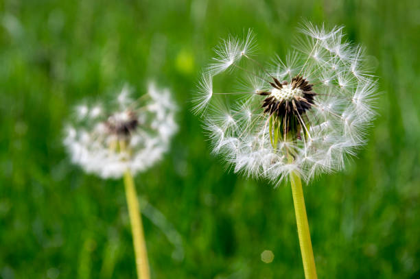 diente de león común taraxacum officinale flores descoloridas se parece a bola de nieve, frutas cypselae maduras - leontodon fotografías e imágenes de stock