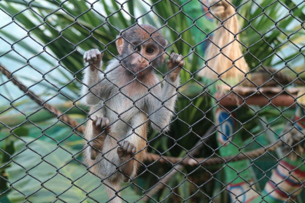 istock Little Monkey in The Zoo 1291426161