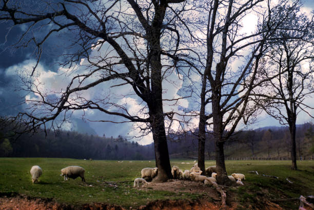 Just Another Day in Paradise, With Sheep