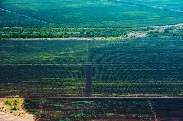 istock Fields and meadows. Aerial view. Landscape. 1291429787