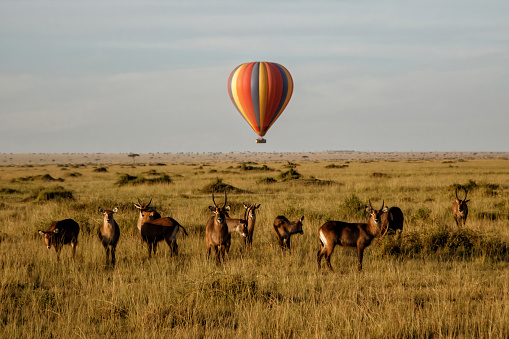 Waterbuck (Kobus ellipsiprymnus) family standing, with a  a hot air balloon in the background, on the savannah of the Masai Mara National Park in Kenya.