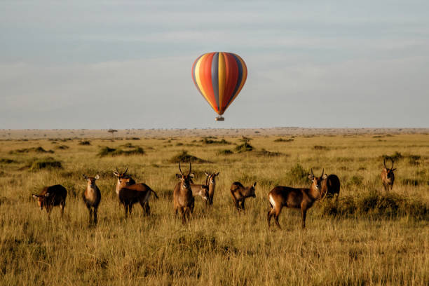 Waterbuck  with a  a hot air balloon in the Masai Mara National Park in Kenya. Waterbuck (Kobus ellipsiprymnus) family standing, with a  a hot air balloon in the background, on the savannah of the Masai Mara National Park in Kenya. maasai mara national reserve photos stock pictures, royalty-free photos & images