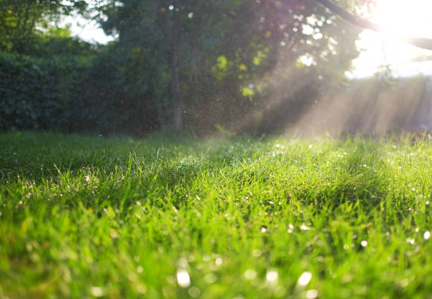 istock Fresh green grass and water drops over it sparkling in sunlight. 1291431679