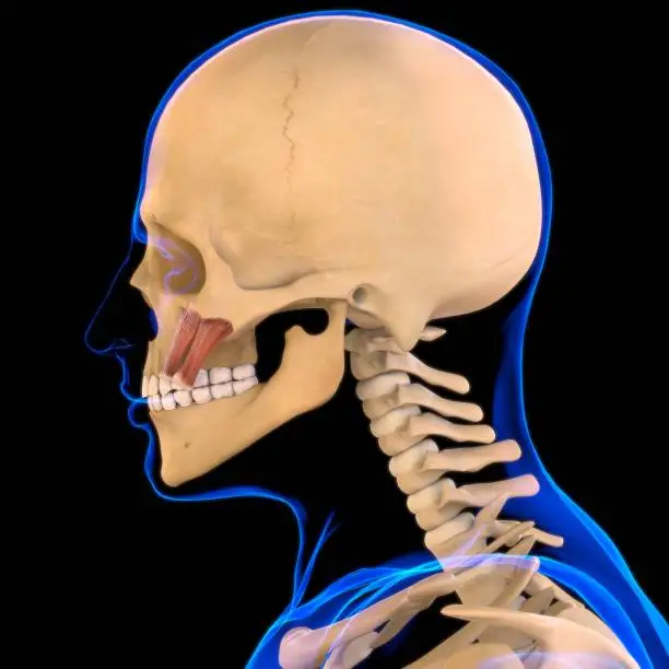 Photo of Zygomaticus Major and minor Muscle Anatomy For Medical Concept 3D