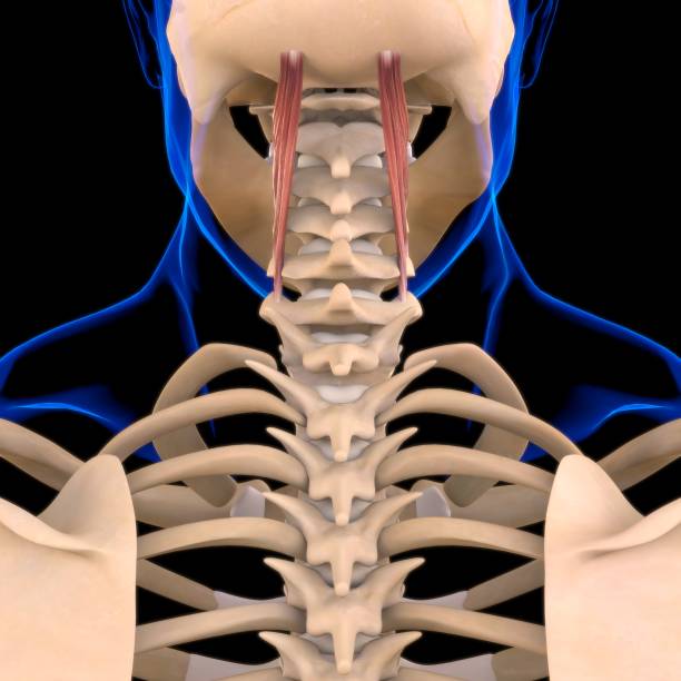 semispinalis cervicis muscle anatomy for medical concept 3d semispinalis cervicis muscle anatomy for medical concept 3d semispinalis cervicis muscle anatomy for medical concept 3d semis - cervicis photos et images de collection