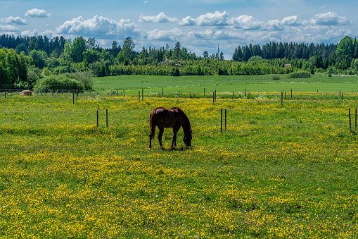 Beautiful summer view across yellow and green fields in Sweden, a brown horse is grazing in a pasture filled with yellow flowers. In the distance a green forest and a cloudy blue sky