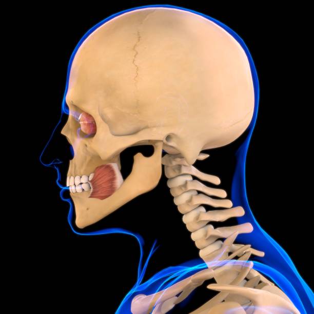 istock Buccinator_Muscle Anatomy For Medical Concept 3D 1291433687