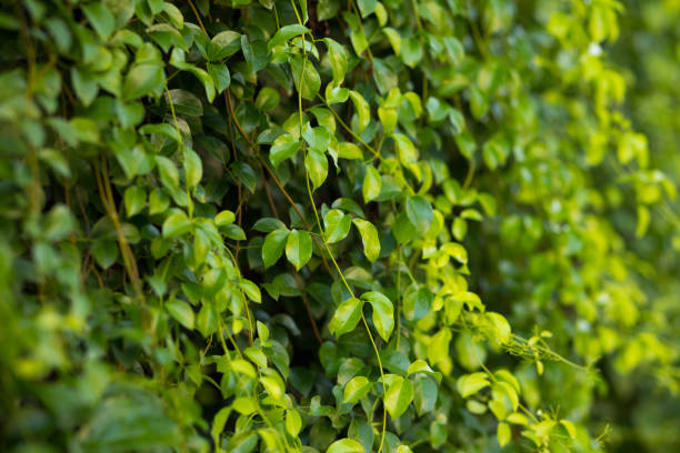 istock Green leaves of thai creeper plant 1291434526