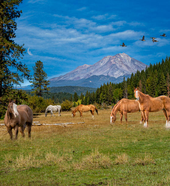 istock Mt Shasta livestock 1291435061