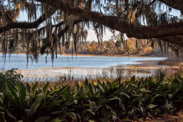 lake overstreet en tallahassee - parque nacional everglades fotografías e imágenes de stock