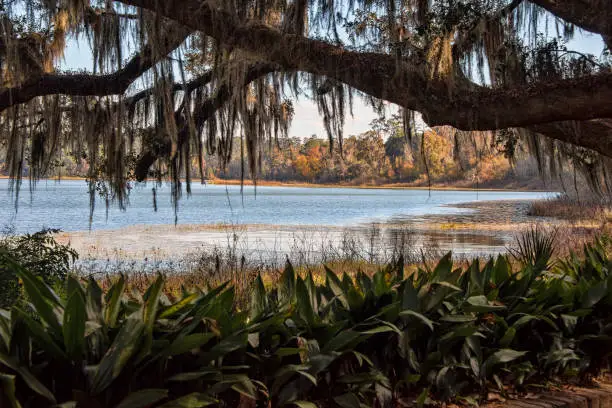 Scenic View of Lake Overstreet,  a lake in The Alfred B. Maclay State Gardens is a 1,176-acre Florida State Park, botanical garden and historic site In Tallahassee.