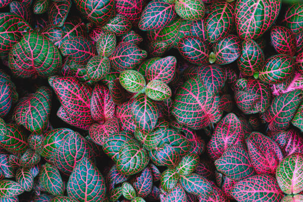 istock beautiful pattern of red striped leaf plants 1291435748