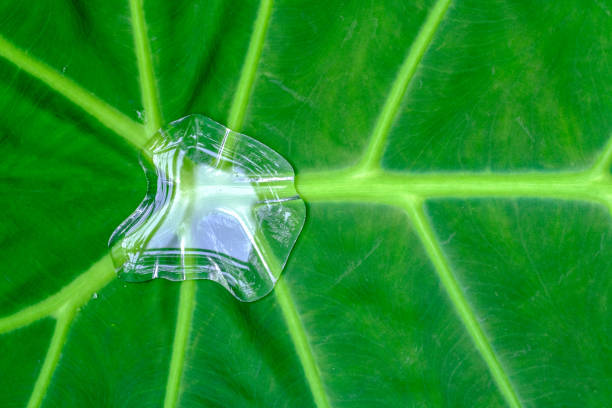 A pattern of green leaf filling the frame