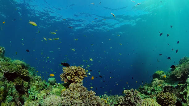 istock Coral reef and tropical fish. Philippines 1291435870
