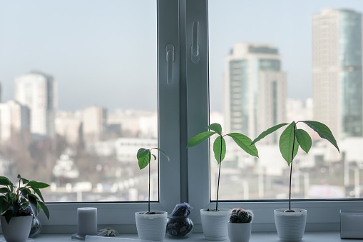 Avocado young plants growing from pots on white window sill in apartment. Concept houseplants and gardening.