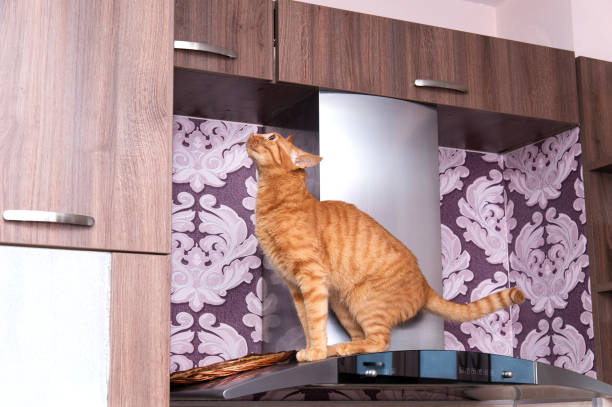 istock domestic red cat in the kitchen - selective focus 1291436887