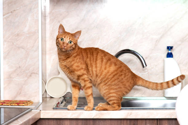 istock domestic red cat in the kitchen - selective focus 1291436947