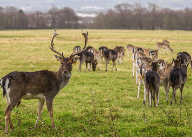 istock The deer in the Phoenix Park in Dublin, Ireland 1291436982