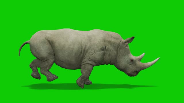 Rhino Cartoon Stock Videos and Royalty-Free Footage - iStock