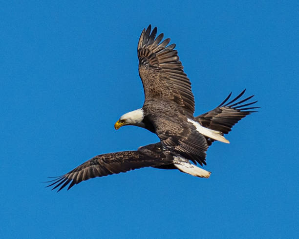 istock A pair of Bald Eagles in Flight 1291438963