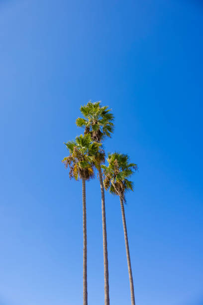 istock Southern California Palm Trees 1291439008