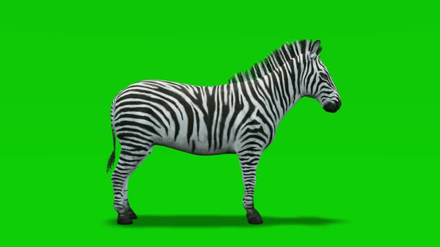 316 Zebra Cartoon Stock Videos and Royalty-Free Footage - iStock | Tiger,  Octopus eating, Monkey