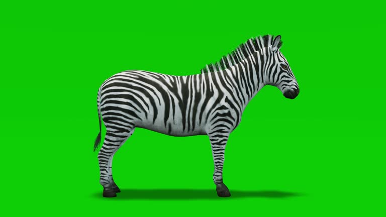 316 Zebra Cartoon Stock Videos and Royalty-Free Footage - iStock | Tiger, Octopus eating, Monkey 316 Zebra Cartoon Stock Videos and Royalty-Free Footage - iStock | Tiger, Octopus eating, Monkey