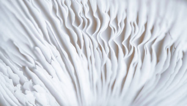 istock Mushroom Detail 1291440403