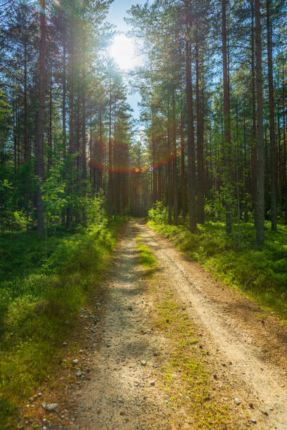 istock Dirt road passing a pine forest in Sweden in bright sunlight 1291440497