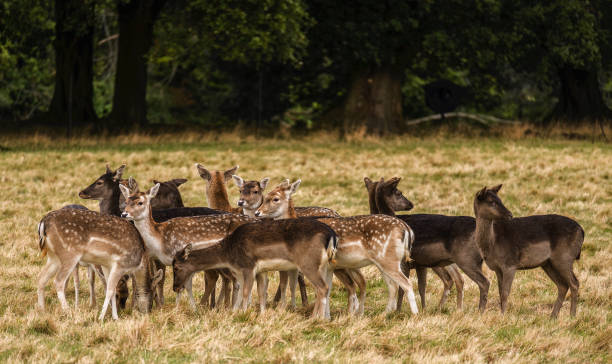 istock The deer in the Phoenix Park in Dublin, Ireland 1291440512