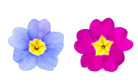 Pink and violet primroses isolated on white