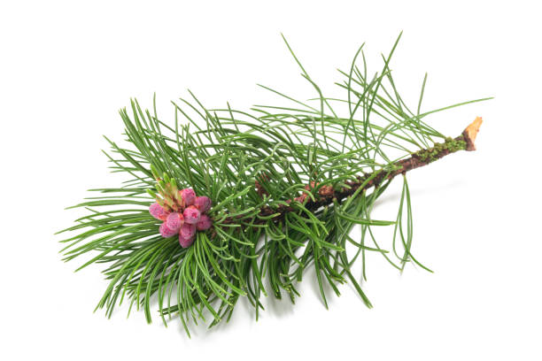 Swiss mountain pine Swiss mountain pine branch isolated on white background dwarf pine trees stock pictures, royalty-free photos & images