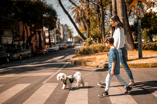 Mother and the son crossing street on zebra with dog