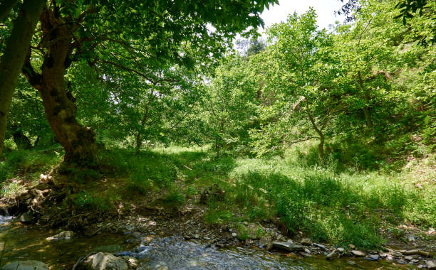 istock Beautiful green forest in a sunny day 1291441451