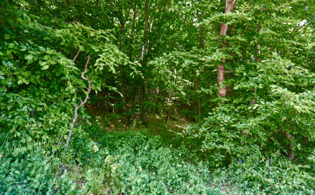 istock Beautiful green forest in a sunny day 1291441509