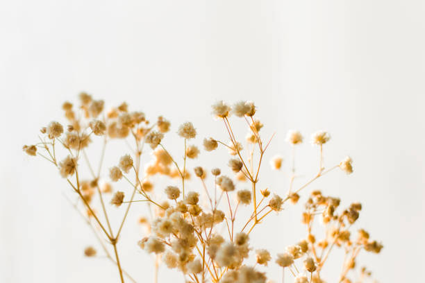 istock Dry flowers and plants 1291441513
