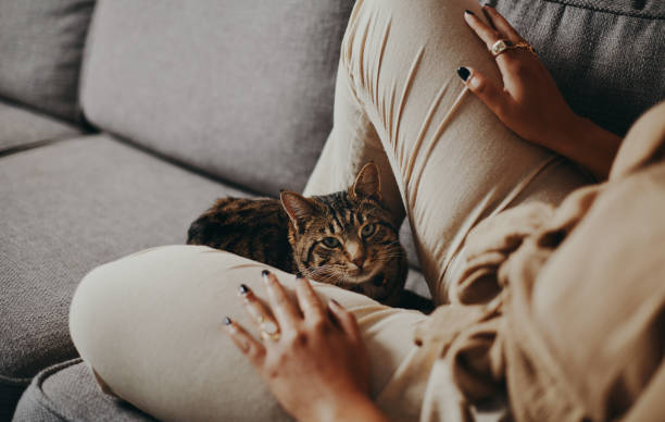 istock I found the purrfect home 1291441526