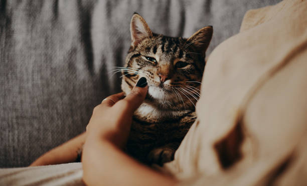 istock I love spending time with my human 1291441532