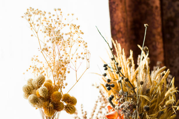 istock Dry flowers and plants 1291441645