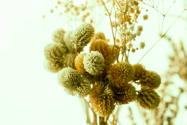 istock Dry flowers and plants 1291441694
