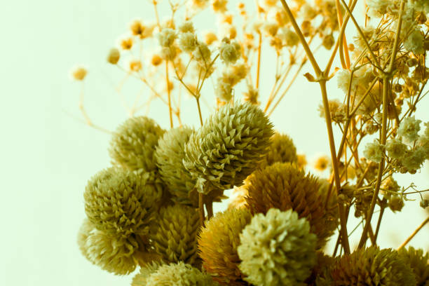 Dry plants and flowers close-up and macro, autumn colors