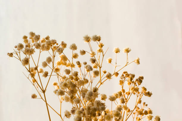 istock Dry flowers and plants 1291441814